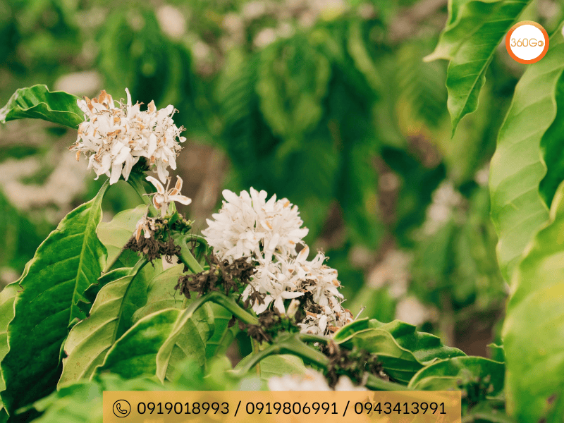 Mùa hoa cà phê ở Măng Đen thường bắt đầu từ cuối tháng 1 và kéo dài đến khoảng tháng 4 - Du lịch 360Go